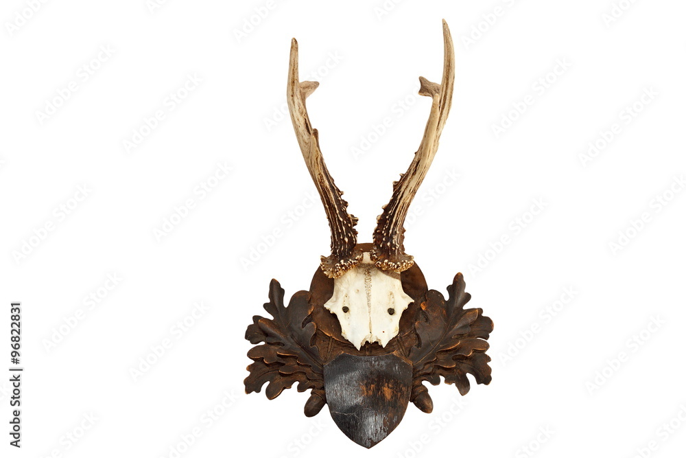 Fototapeta premium beautiful roebuck hunting trophy