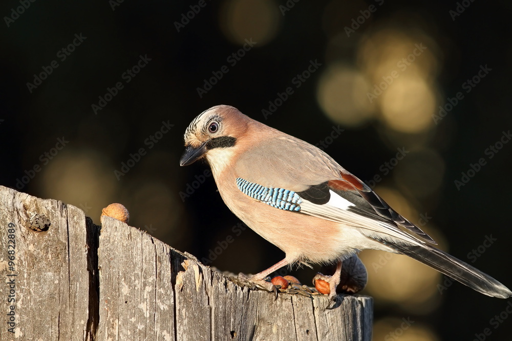 Obraz premium eurasian jay at bird feeder