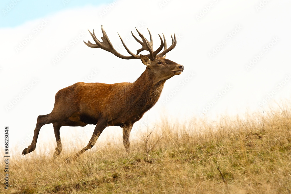 Fototapeta premium red deer stag running