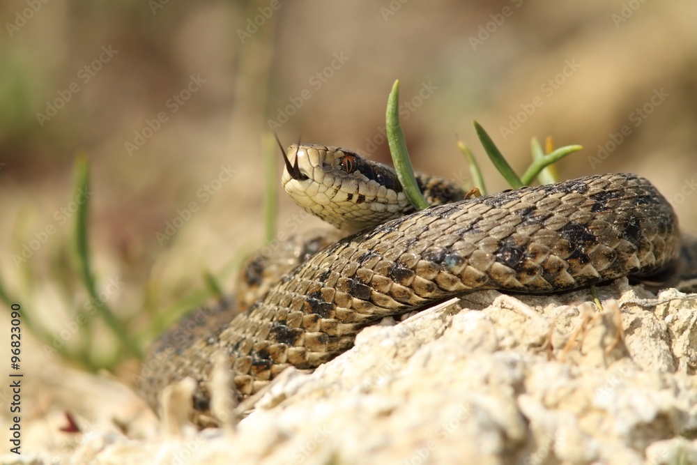 Fototapeta premium the rarest snake from europe