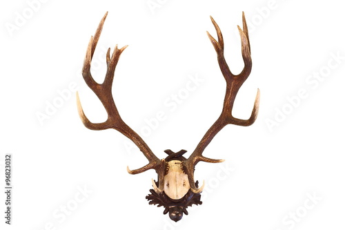 red deer buck isolated trophy