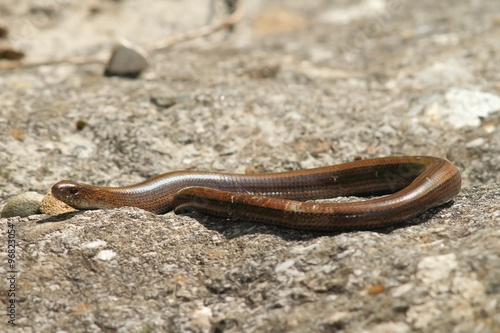 slow worm on a rock