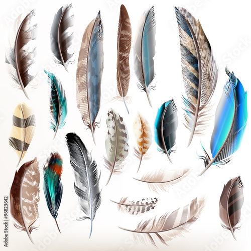 Fotomurale Set of vector realistic colorful feathers