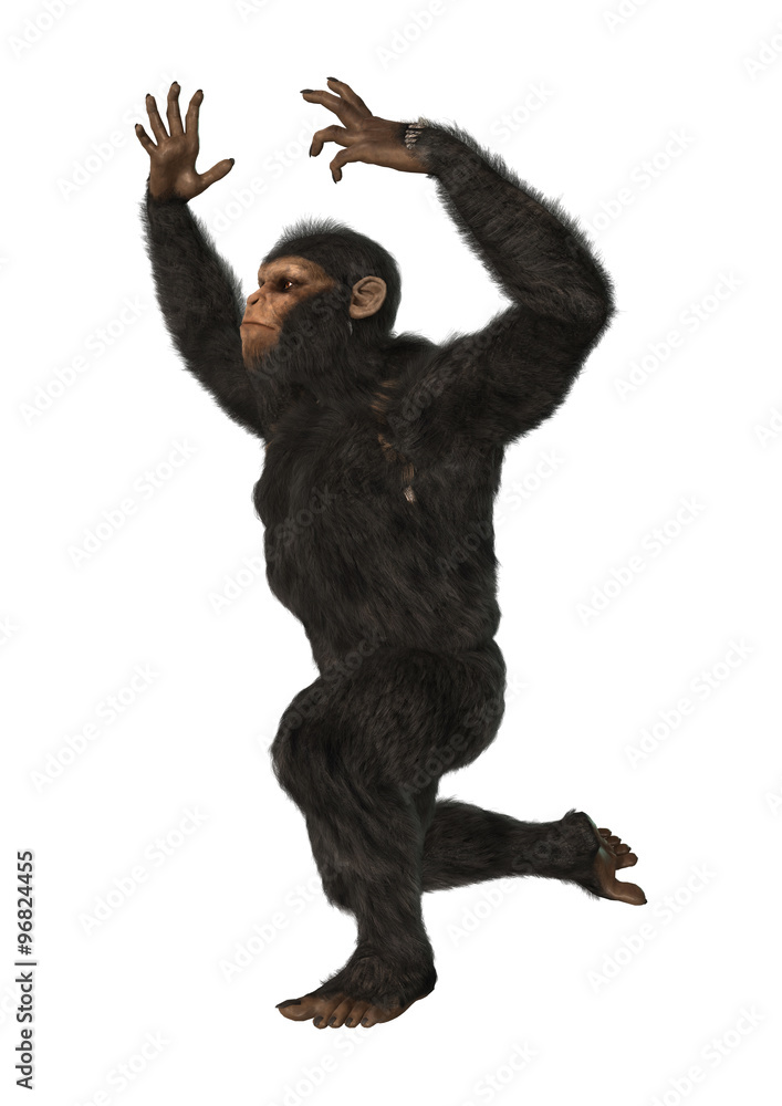 Chimpanzee Monkey on White Chimpanzee Monkey on White