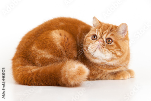 Gato Exótico