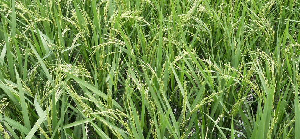 Obraz premium Paddy field