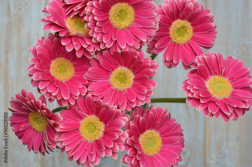  pink yellow  gerbera daisies in a border row on grey old wooden shelves background with empty copy space