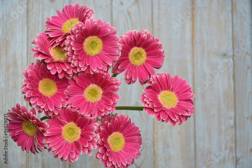  pink yellow gerbera daisies in a border row on grey old wooden shelves background with empty copy space