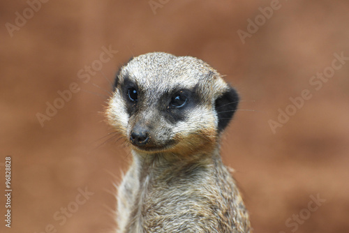 Close-up of the meerkat © oksmit