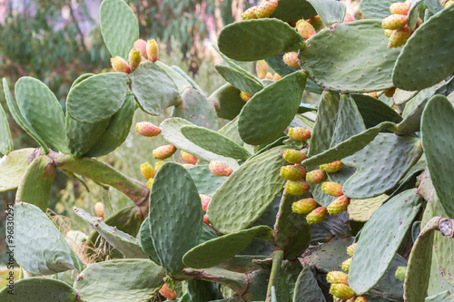 Prickly pears in Sicily photo