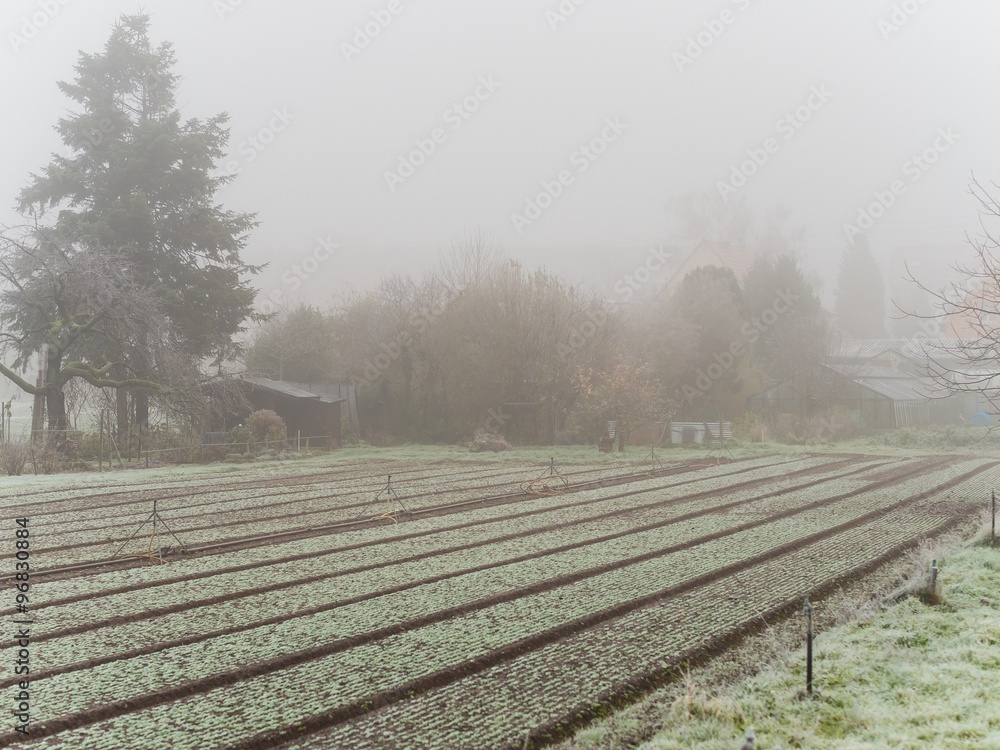 field in germany in winter fog