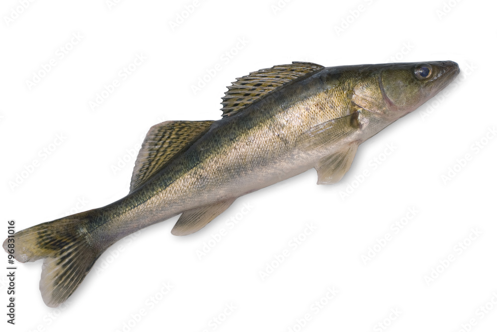 Naklejka premium Pike perch isolated on a white background