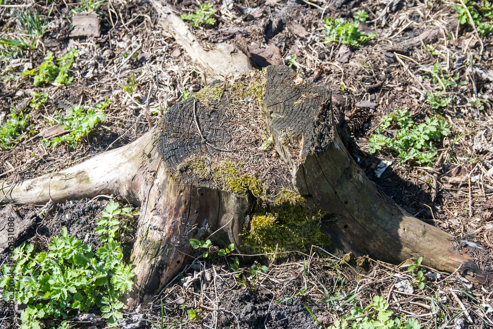 Obraz premium Top view of tree stump