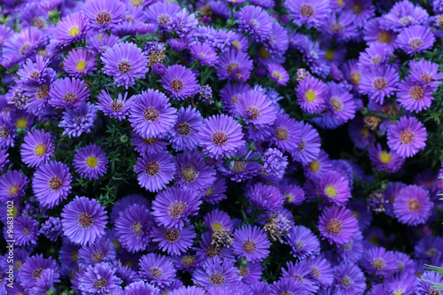 Herbstaster