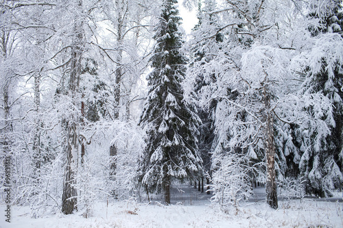 winter snowy forest in bad weather