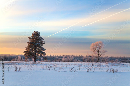 Trees in winter field