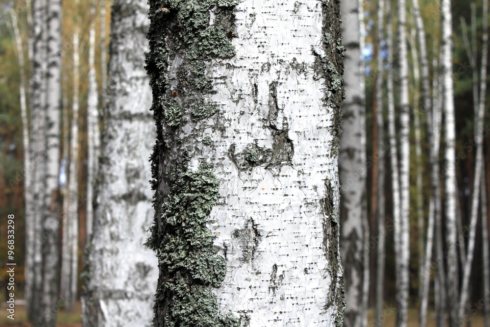 trunk of birch close up on background of forest