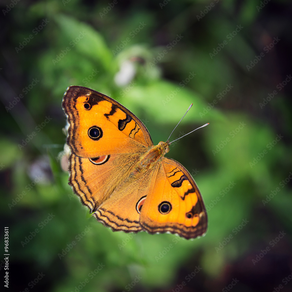 Obraz premium Butterfly stay on the leaf