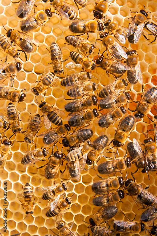 Working bees on the yellow honeycomb with sweet honey. Working bees on the yellow honeycomb with sweet honey.