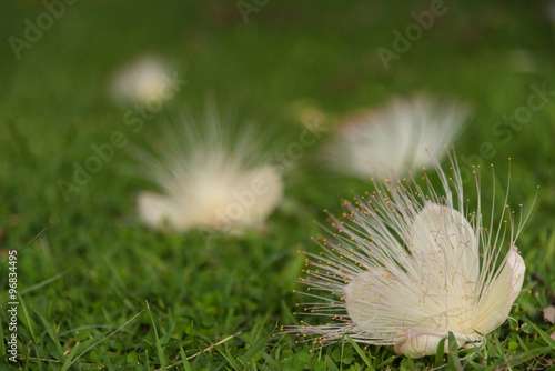 putat flower fall on ground photo