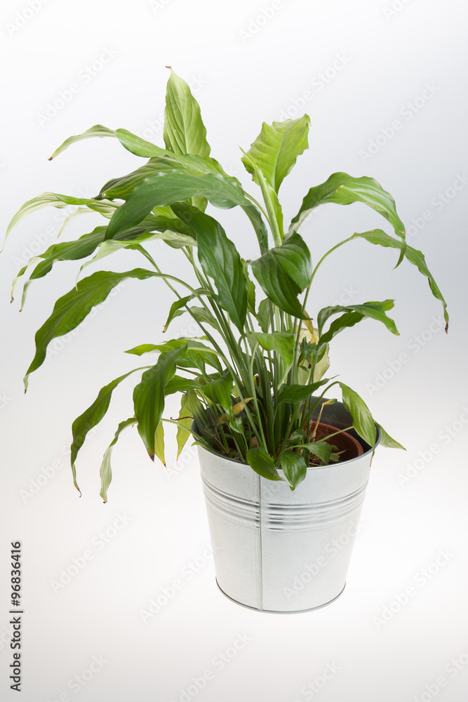 Potted Plant - Bird's Nest Fern- in a grey pot