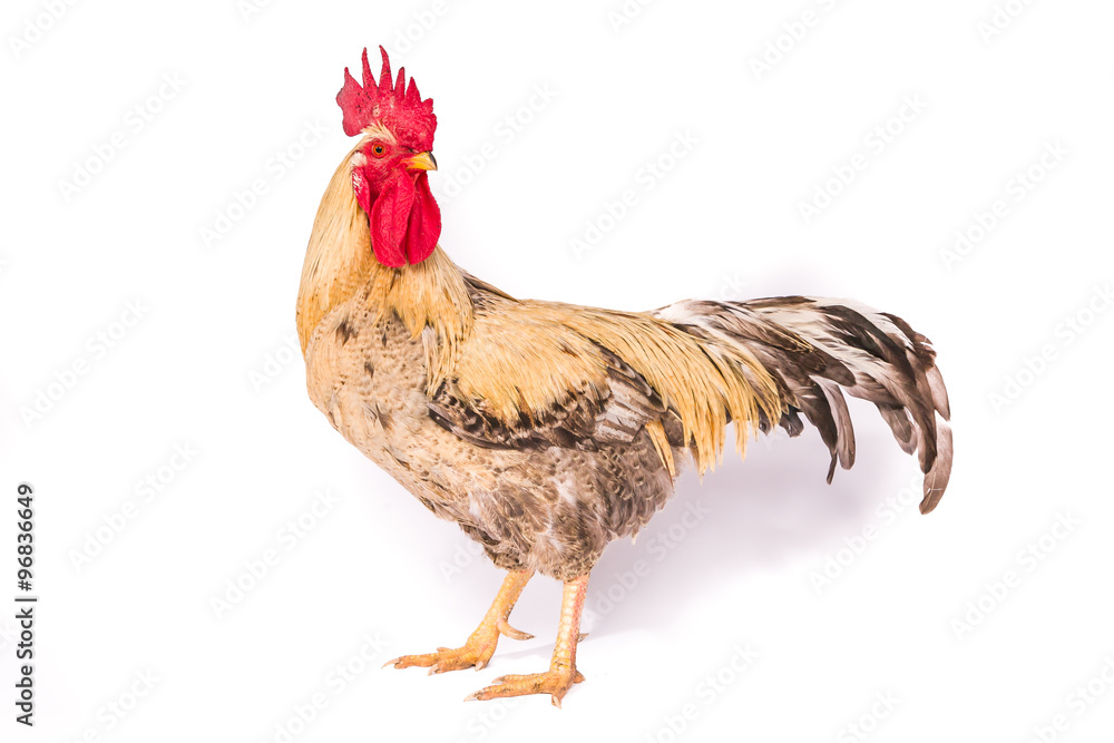 Hahn im Studio Stock-Foto | Adobe Stock