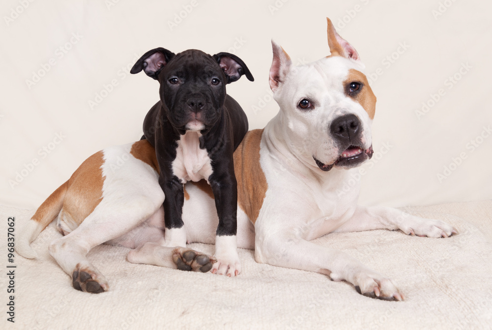 American Staffordshire Terrier and her puppy American Staffordshire Terrier and her puppy