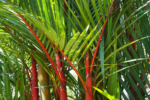 Fotografie RED PALM TREE