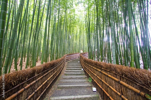 Fototapeta Naklejka Na Ścianę i Meble -  Bamboo Grove in Kyoto Japan