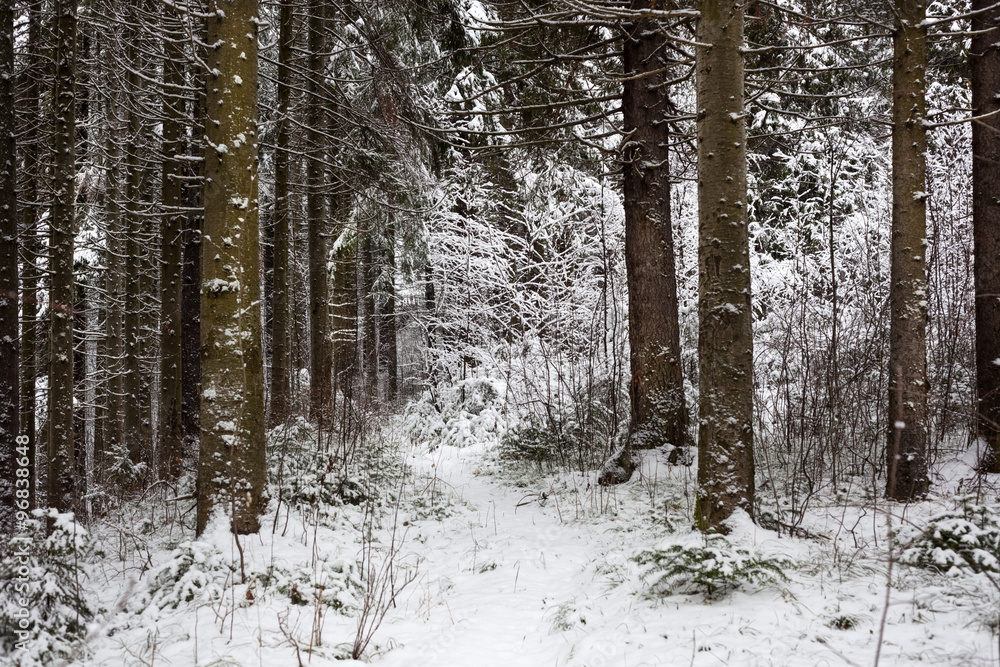 Winter forest Winter forest