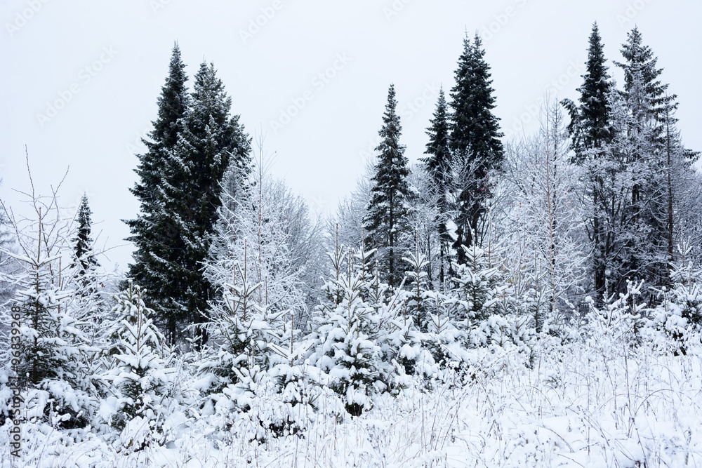 Obraz premium Winter forest