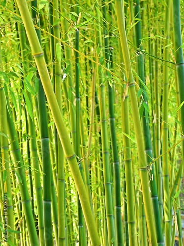 Fototapeta Naklejka Na Ścianę i Meble -  Bamboo forest