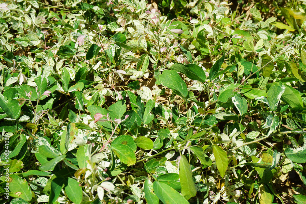 GREEN TREES AT GARDEN GREEN TREES AT GARDEN