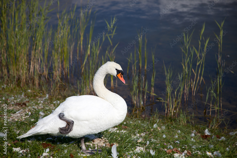 Obraz premium Swan on a background of grass and water