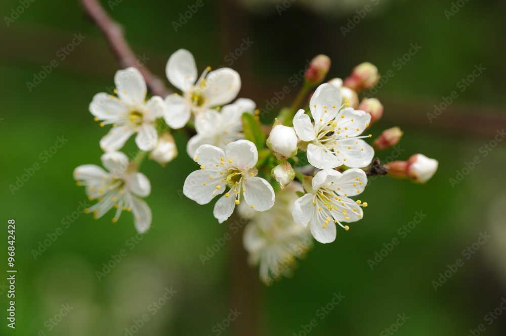 White cherry blossoms and young leaves on green background White cherry blossoms and young leaves on green background
