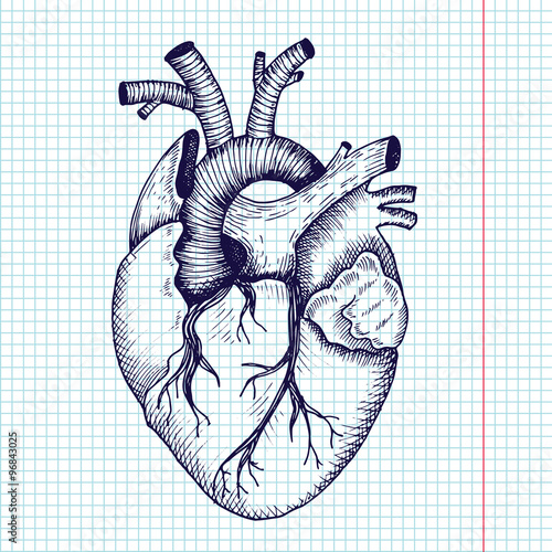 Anatomical heart - vector vintage style detailed illustration, human organ