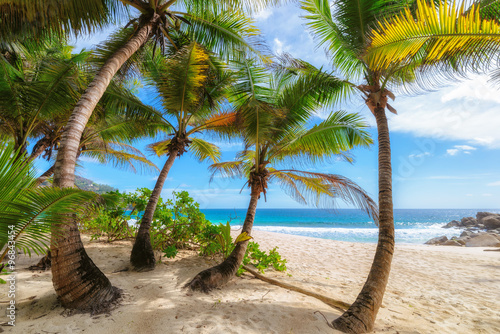 Fototapeta Naklejka Na Ścianę i Meble -  Palms on Anse Intendance beach in Mahe Island, Seychelles