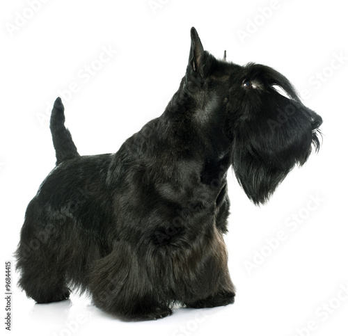purebred scottish terrier