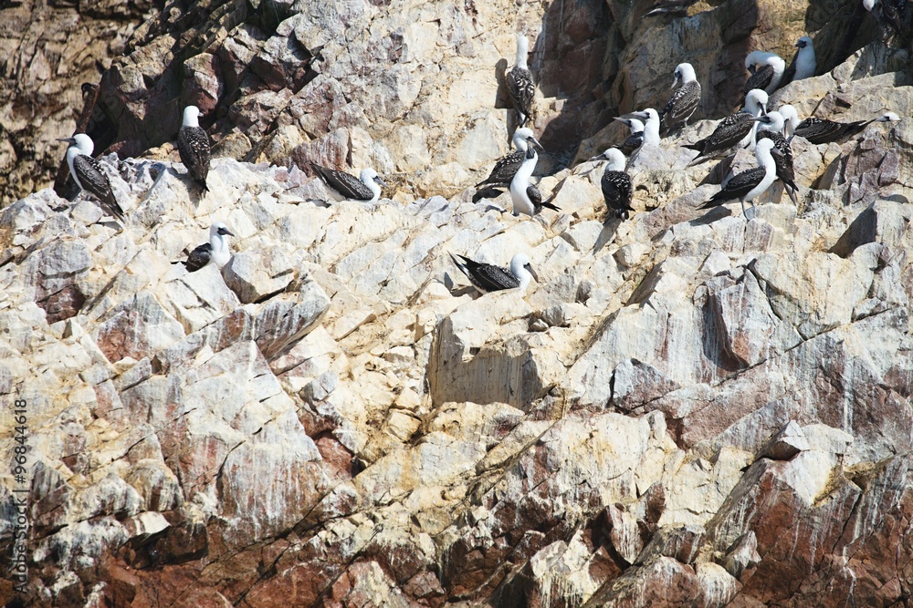 Inca tern, Larosterna inca, on the cliff, Paracas, Peru Inca tern, Larosterna inca, on the cliff, Paracas, Peru