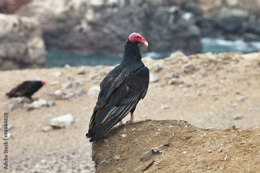 Turkey Vulture, Cathartes aura, Matarani - Peru Turkey Vulture, Cathartes aura, Matarani - Peru
