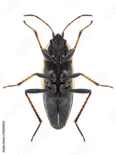 Bug Xanthochilus quadratus (underside)