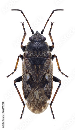 Bug Sphragisticus nebulosus