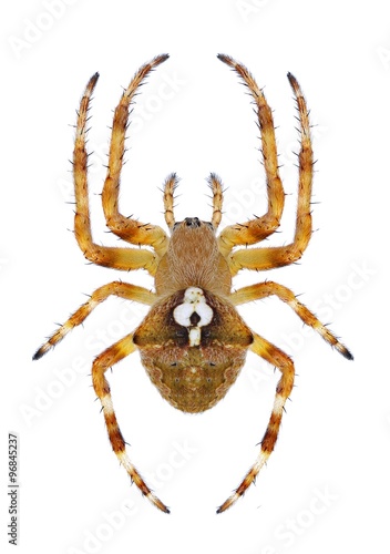 Spider Araneus angulatus (female)