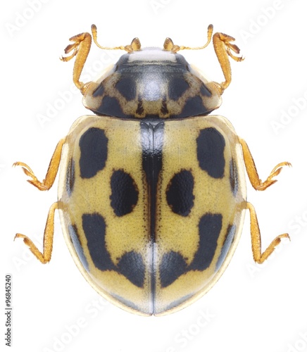 Beetle Propylea quatuordecimpunctata © als