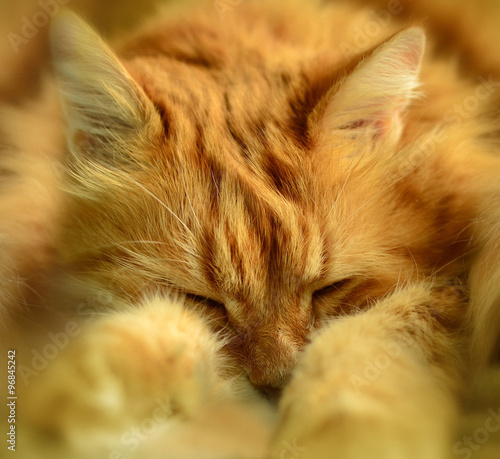 The portrait of fluffy sleeping red cat.