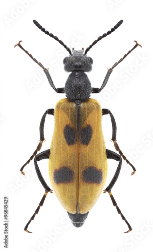 Beetle Lydus trimaculatus © als
