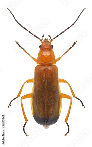 Beetle Rhagonycha fulva © als