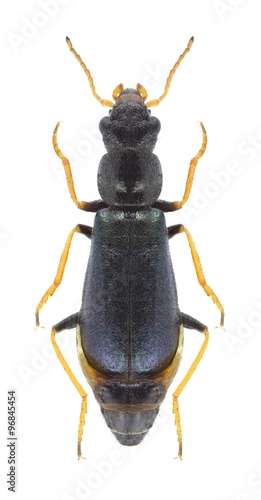 Beetle Paratinus femoralis