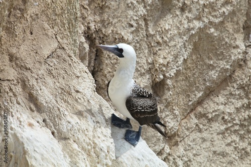 colonies of Peruvian booby, Sula variegata, on the cliff, Matarani, Peru photo