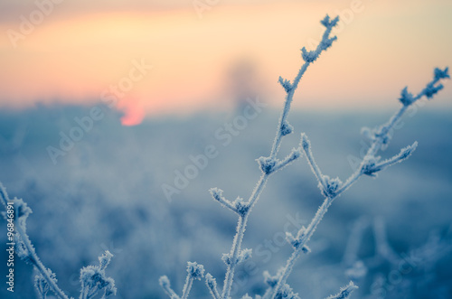 Piante controluce al mattino in inverno